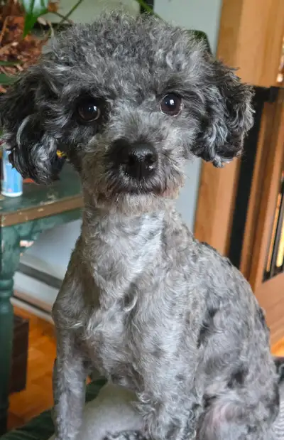 Caniche femelle bleue merle, View more