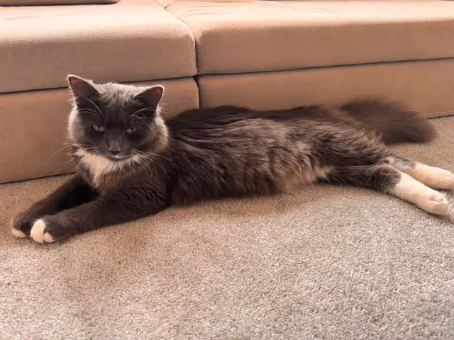 9 month old kitten!
