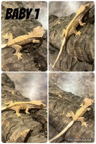 1 CRESTED GECKO BABY LEFT!, View more