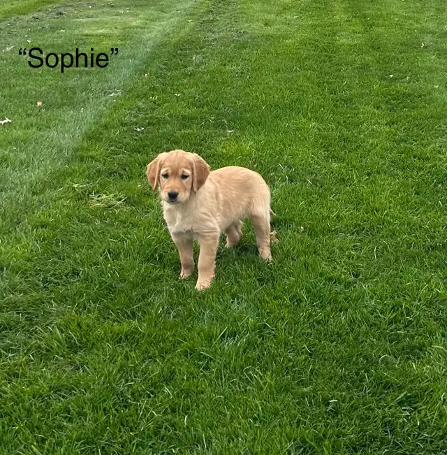 Purebred Golden Retriever Puppies in Dogs & Puppies for Rehoming in Chilliwack - Image 5