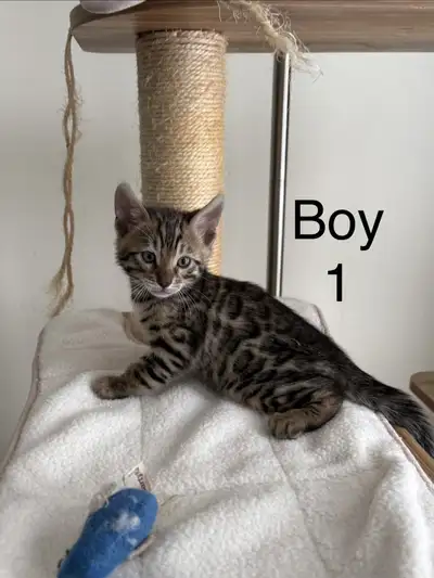 Purebred Bengal Kittens, View more