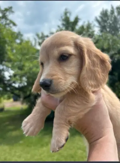 One left!   Long Haired  Cream Dachshund Puppy, View more