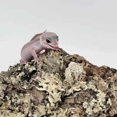 Leopard Gecko – Pet Only – $100 Available now at Valley Exotics This little Leopard Gecko is healthy...