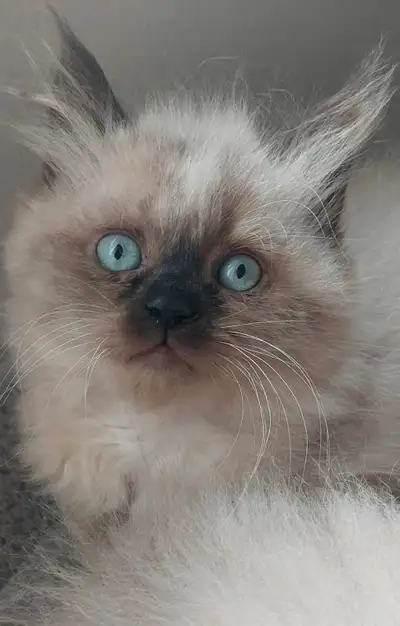 Chatons himalayens à vendre vacciner vermifuger, View more