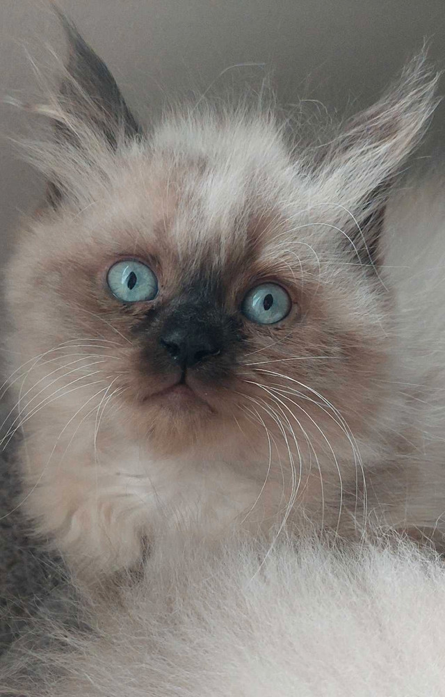 Chatons himalayens à vendre vacciner vermifuger dans Chats et chatons à adopter  à Trois-Rivières