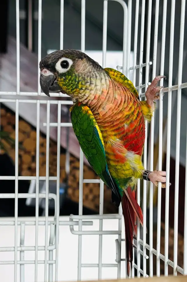 downsizing aviary  in Birds for Rehoming in Calgary - Image 8