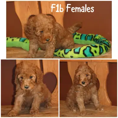 F1b Mini Goldendoodle Puppies, View more