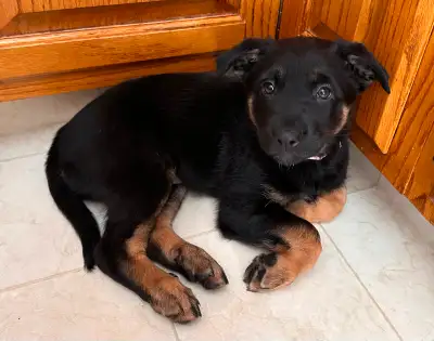 Beautiful Female Puppy, View more