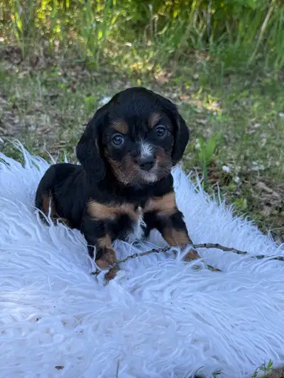 We are happy to announce the litter of Dora’s 4 beautiful poodle puppies! 2 black, 1 girl and 1 boy...