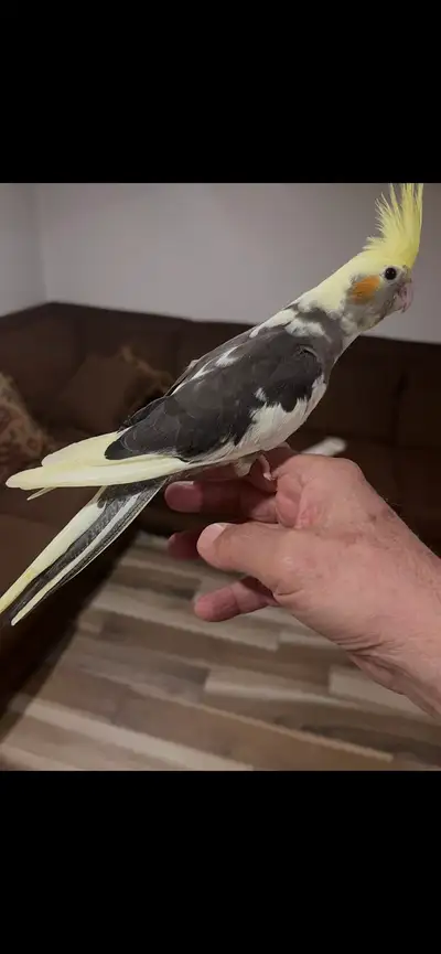 Baby Cockatiel bird, View more