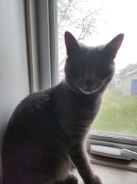 Selling Russian blue mix