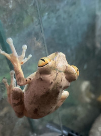 Brown Phase Big Eyed Tree Frogs