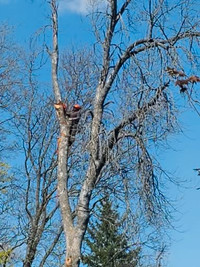 2 men and a chainsaw Tree removal and stump grinder