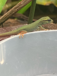 Bébé Lygodactylus williamsi / electric blue day gecko