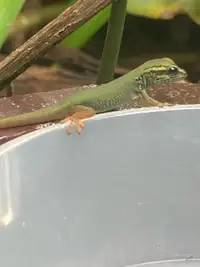 Bébé Lygodactylus williamsi / electric blue day gecko