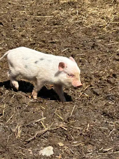 Baby Julianna Piglets, View more