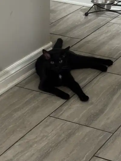 male kitten for rehome, View more