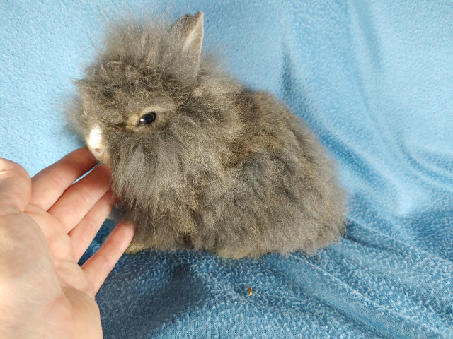 EXTRAORDINARY NETHERLAND DWARF AND LIONHEAD BABY BUNNY RABBITS in Small Animals for Rehoming in City of Halifax - Image 4