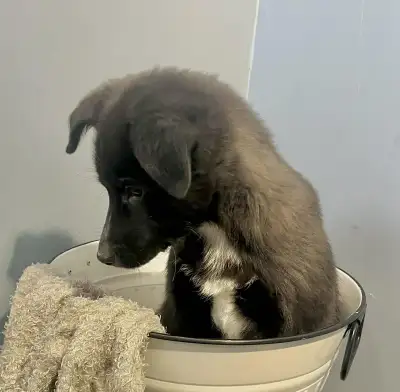 Shep x Lab  Girls, View more