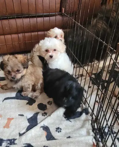 Shih Tzu Puppies Available! -NEW VIDEOS, View more