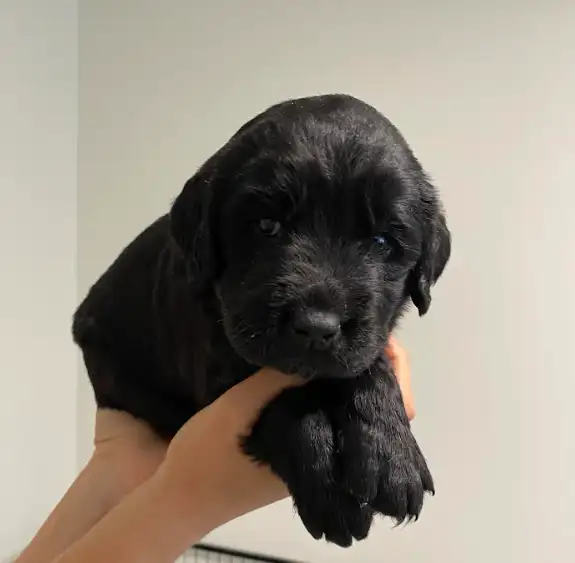 Chiots Labrador a vendre in Dogs & Puppies for Rehoming in City of Montréal - Image 4