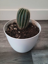 Cactus (Neobuxbaumia)