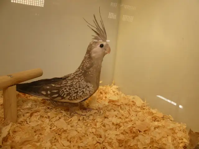 DNA tested Hand fed Hand raised Cockatiel Babies in Birds for Rehoming in Victoria - Image 3
