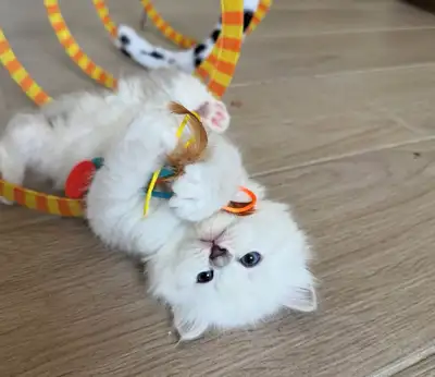 Hypoallergenic Purebred Siberian Kittens, View more