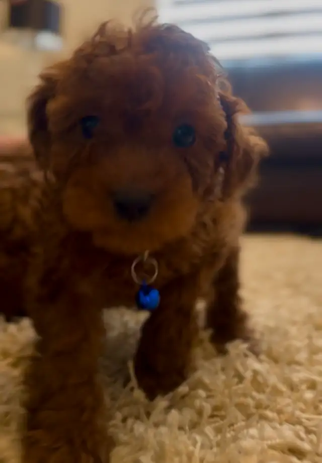 Adorable Red Toy Poodle Puppies in Dogs & Puppies for Rehoming in Hamilton - Image 10