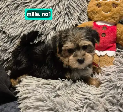 Reste 2 mâles Morkies, View more