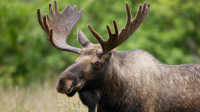 Guided Moose Tags