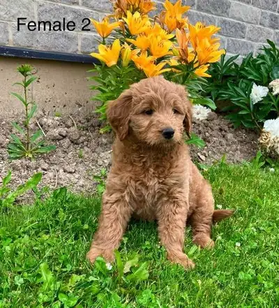Goldendoodle puppies, View more
