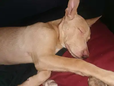 Puppies 4 Sale, View more
