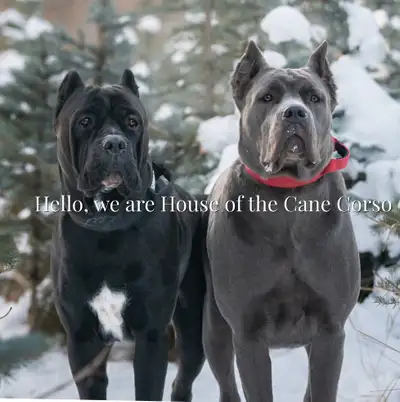 Cane Corso Puppies, View more