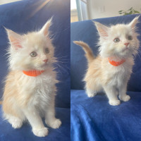 Purebred Maine coon kittens available 