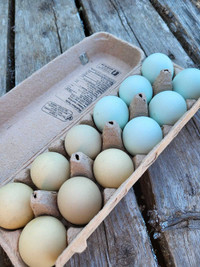 Blue-Egger & Green-Egger Hatching Eggs
