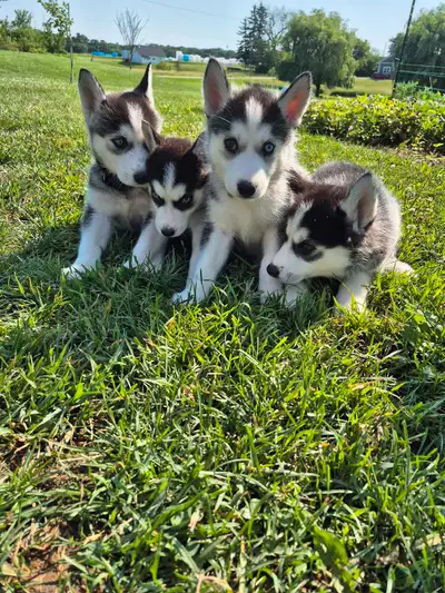 Purebred Siberian husky puppies!!!, View more