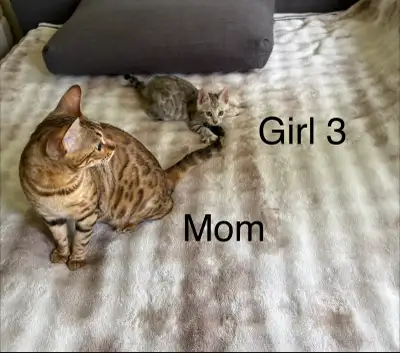 Purebred Bengal Kittens , View more