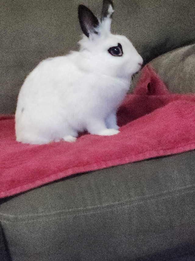 Rabbits to re-home in Small Animals for Rehoming in Saskatoon
