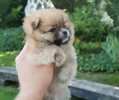 *2 Sweet Female Pomeranian Puppies - Fluffy, Friendly & Cute*, View more