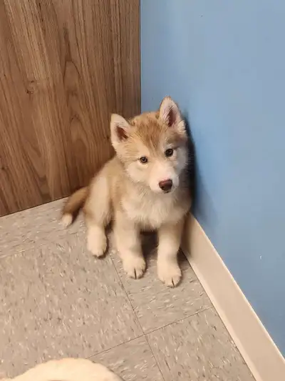 CKC Registered Siberian Husky , View more