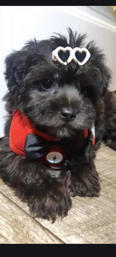 Yorkipoo, View more