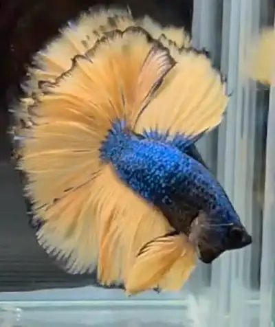 Thailand Yellow mellow blue Hawk, View more