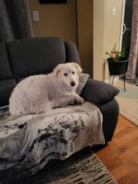 Maremma Sheepdog