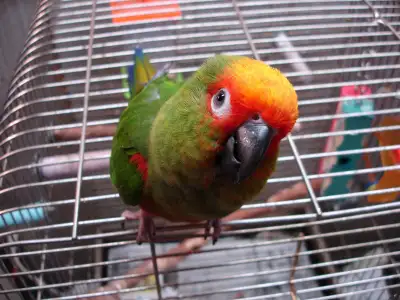 **BEST BIRDS AROUND**GOLD CAPPED CONURES**W/CARE PACKAGE & DNA**, View more