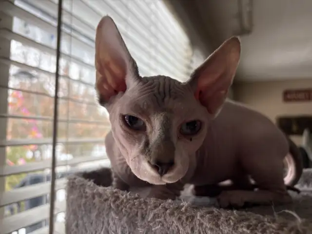 Hairless sphynx kittens in Cats & Kittens for Rehoming in North Bay - Image 5