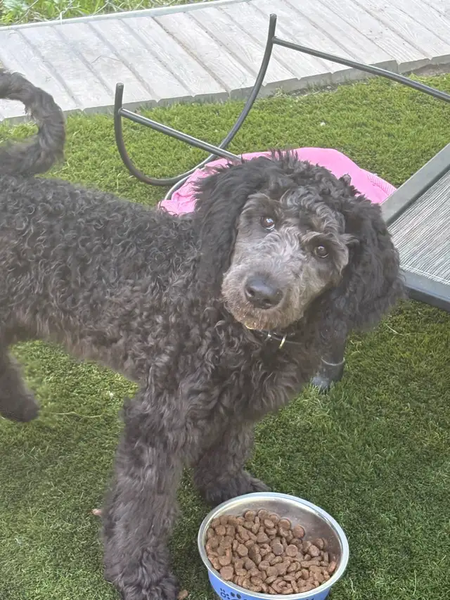 caniche royal (poodle) in Dogs & Puppies for Rehoming in Laurentides - Image 4