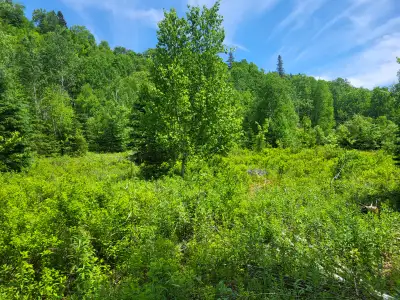 TERRAIN À VENDRE SAINT-DONAT-DE-MONTCALM, View more