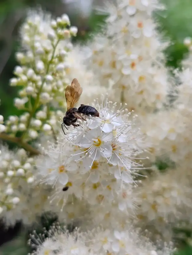 Bee Identification496776073341849602