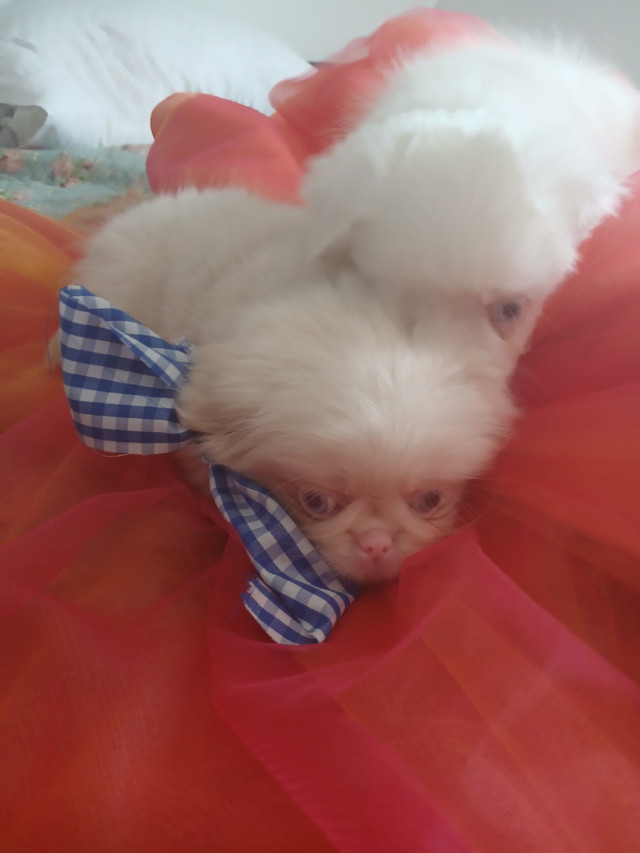 PEKINGESE 100%  2 MALES ADORABLE in Dogs & Puppies for Rehoming in Ottawa - Image 4